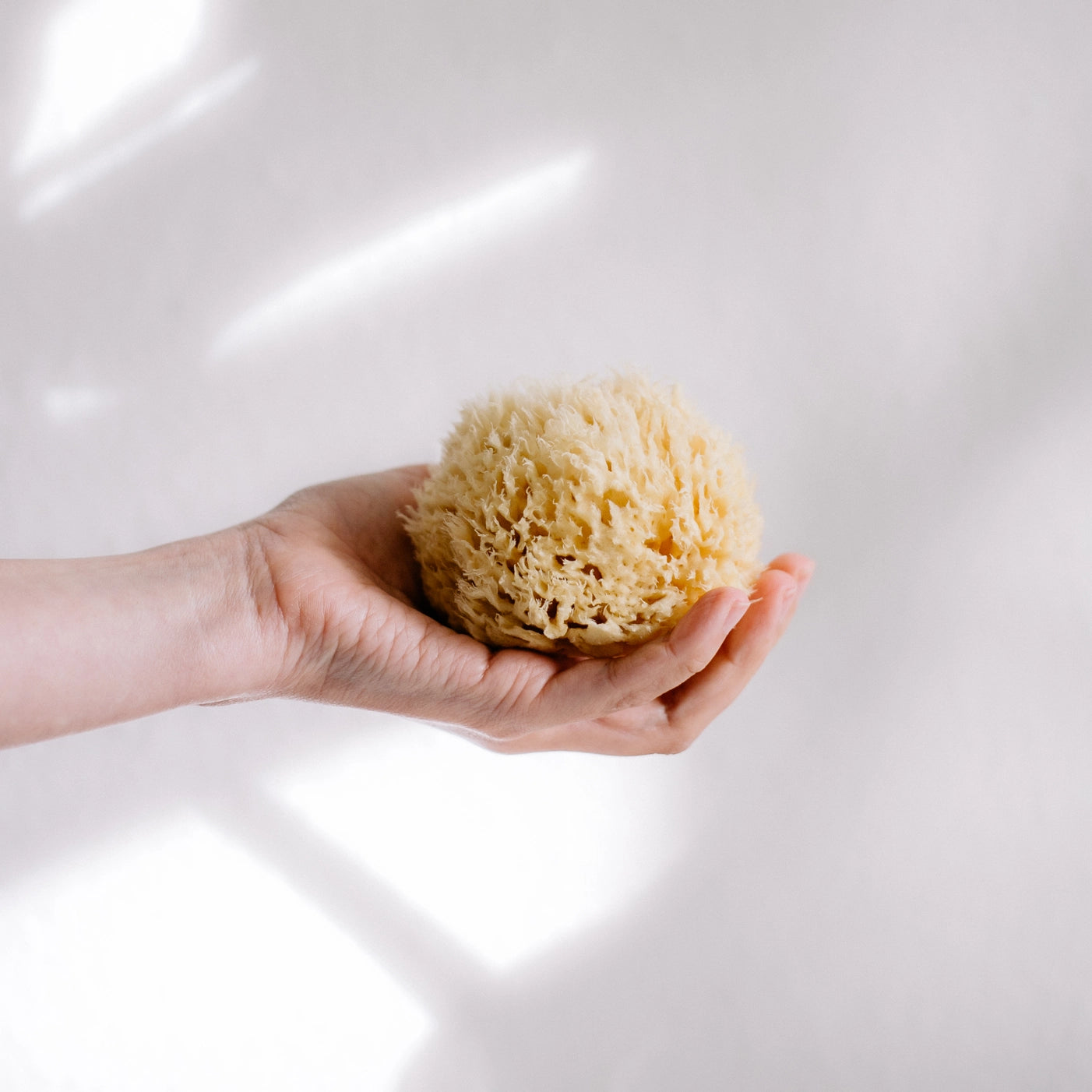 Sustainable Natural Sponge