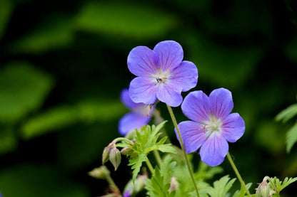 Lavender and Geranium Body Wash