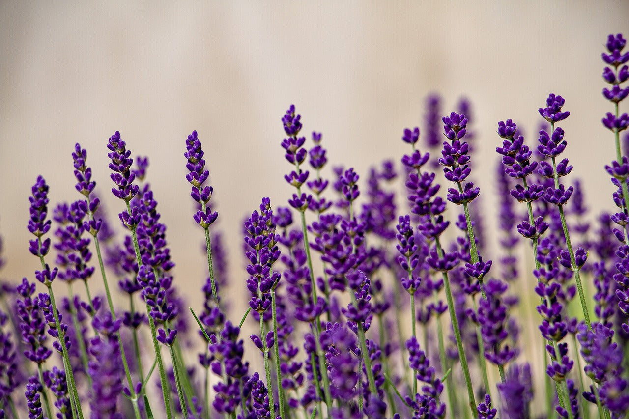 Lavender and Geranium Body Wash