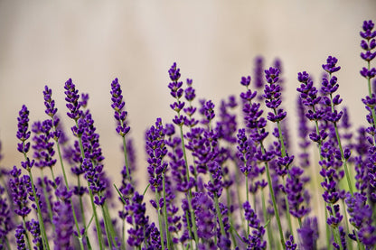 Lavender and Geranium Body Wash