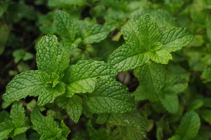 Mint and Clary Sage Body Wash