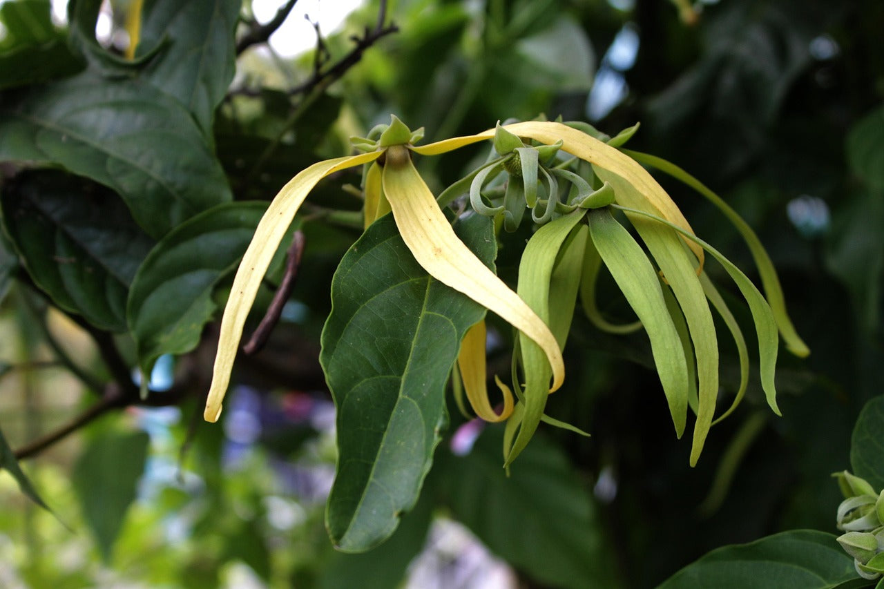 Cedar and Ylang Ylang Body Wash