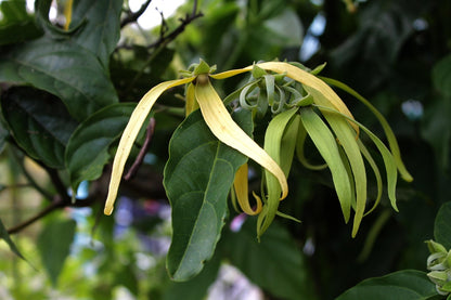 Cedar and Ylang Ylang Body Wash